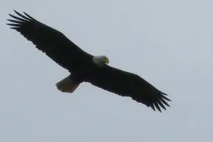 A bald eagle flying in the sky with its wings spread.